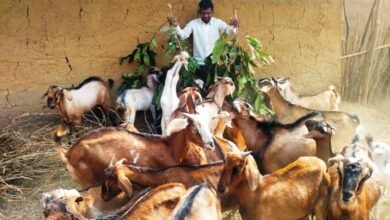 प्रोजेक्ट उन्नति से प्रशिक्षण