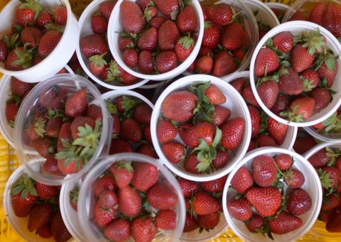 Jashpuria Strawberry