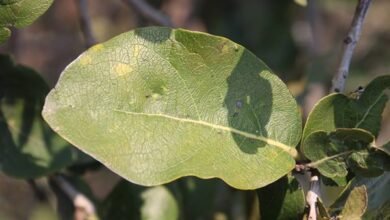 वन मंत्री श्री नागर सिंह चौहान ने औपाचारिकताएं पूरी करने के दिये निर्देश