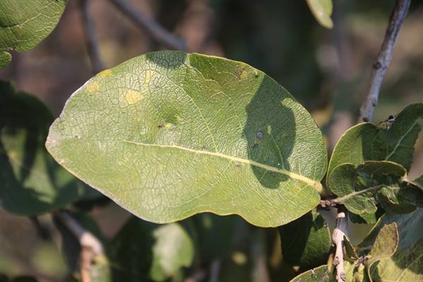 वन मंत्री श्री नागर सिंह चौहान ने औपाचारिकताएं पूरी करने के दिये निर्देश